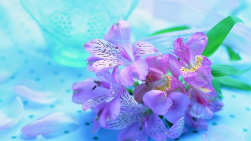 Image purple and white flower in water