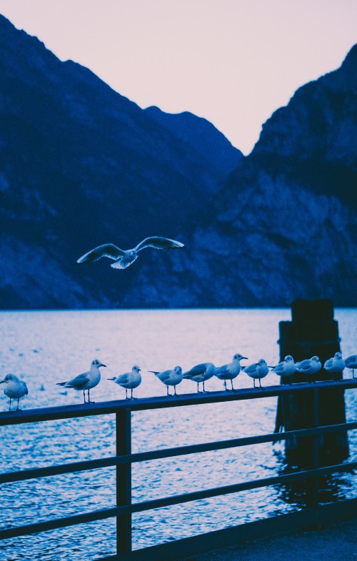 Image white bird flying over the sea during daytime