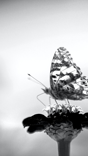 Image black, black and white, atmosphere, pollinator, plant