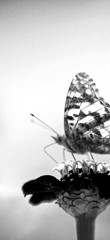 Image black, black and white, atmosphere, pollinator, plant