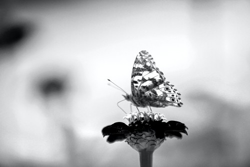 Image black, black and white, atmosphere, pollinator, plant