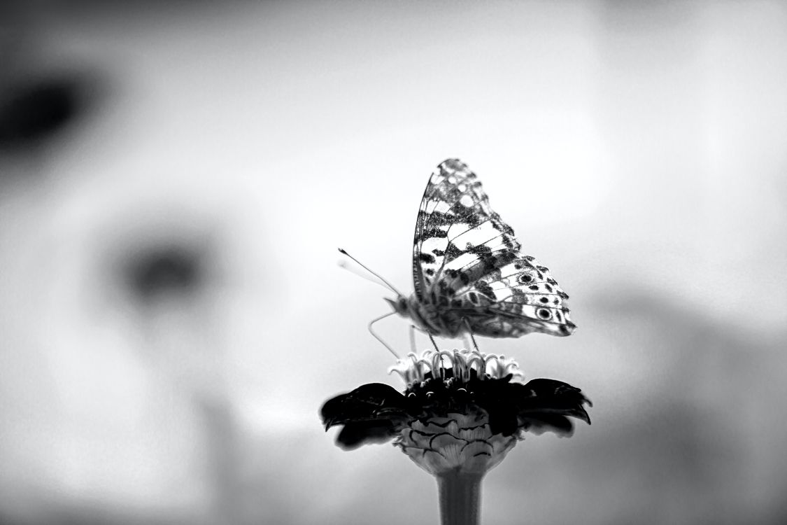 black, black and white, atmosphere, pollinator, plant