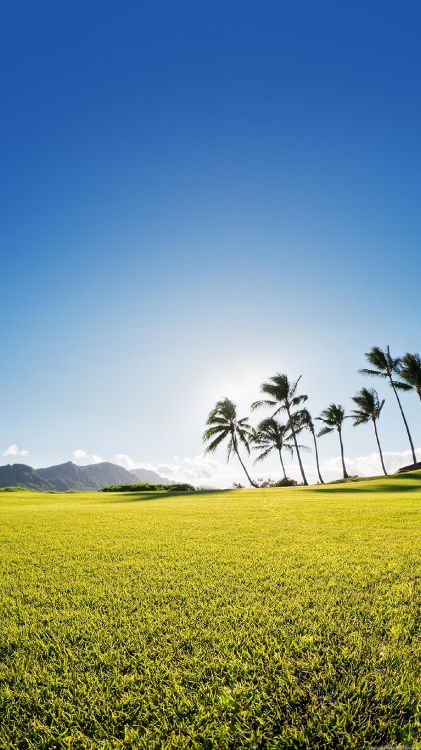 Naturaleza, Paisaje Natural, Verde, Amarillo, Canola. Wallpaper in 1440x2560 Resolution