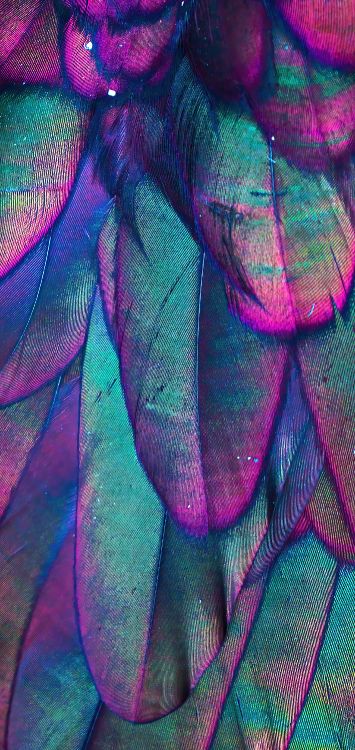 Close Up, Purpur, Azure, Blütenblatt, Textil. Wallpaper in 1421x3000 Resolution