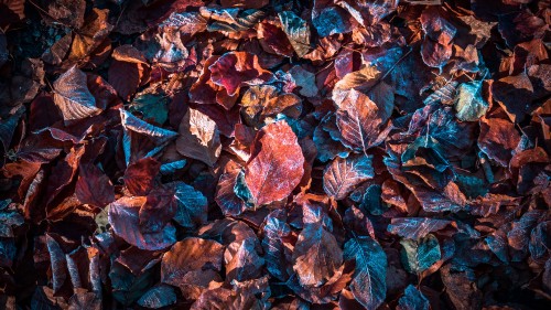 Image autumn leaves, autumn, leaf, brown, orange