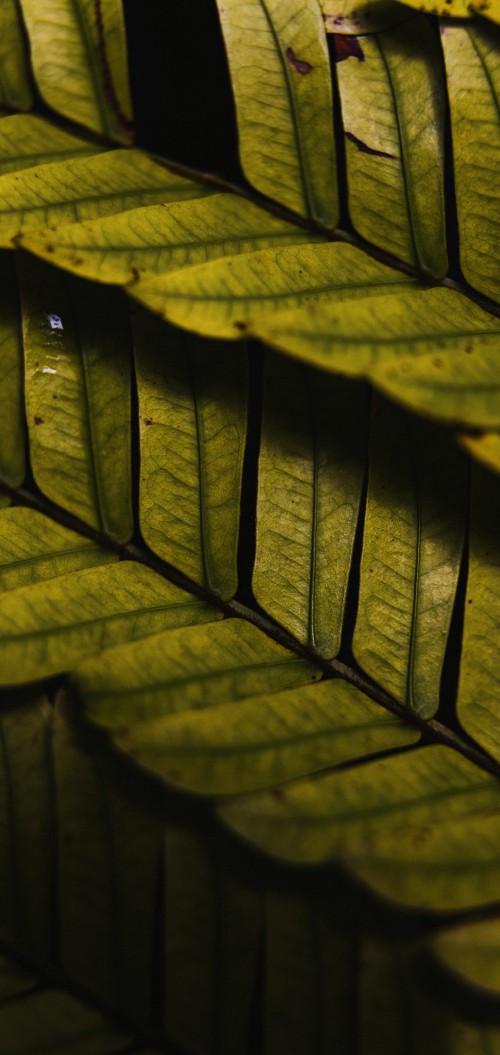 Image wood, lighting, sunlight, daylighting, automotive tire