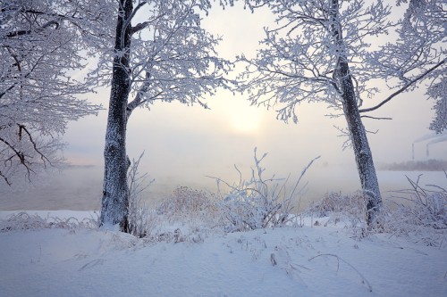 Image leafless trees covered by snow during daytime