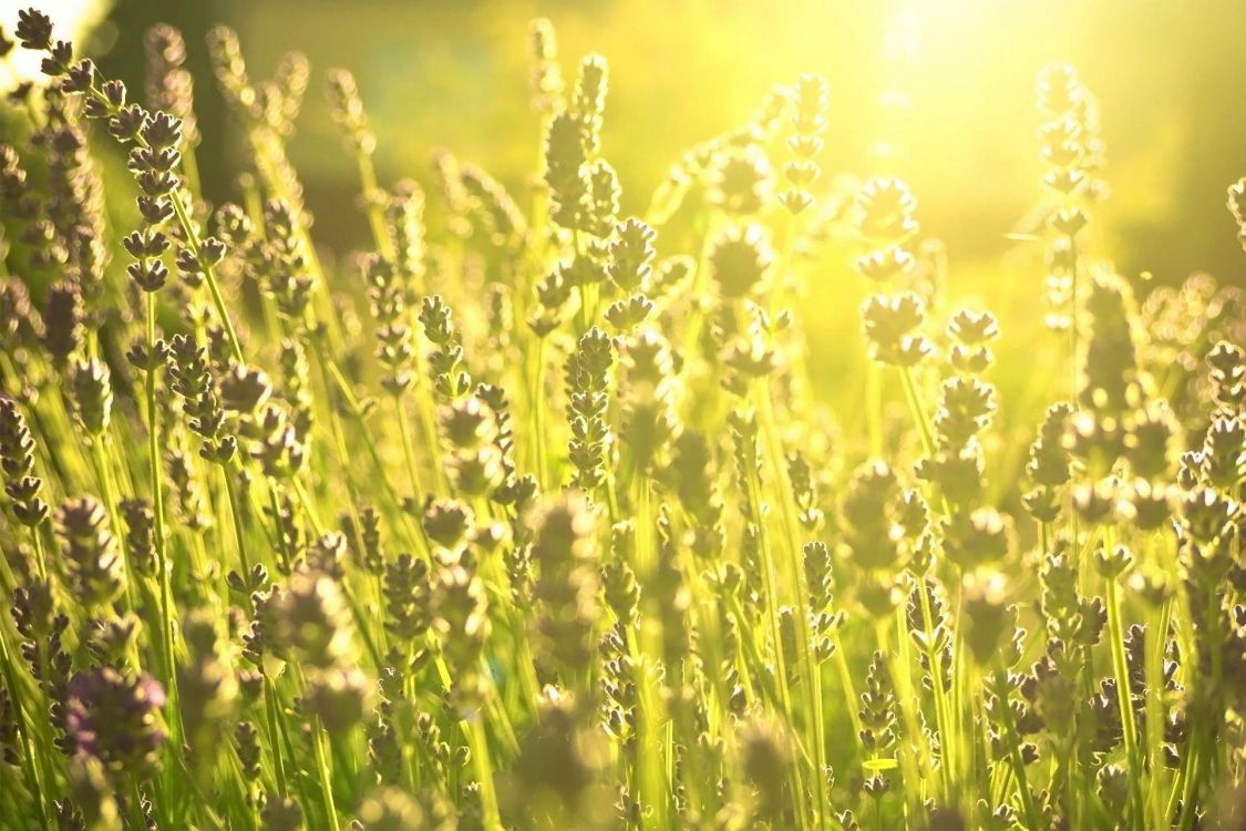 Champ de Fleurs Jaunes Pendant la Journée. Wallpaper in 1920x1280 Resolution