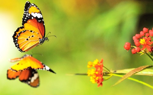 Image monarch butterfly perched on yellow flower in close up photography during daytime