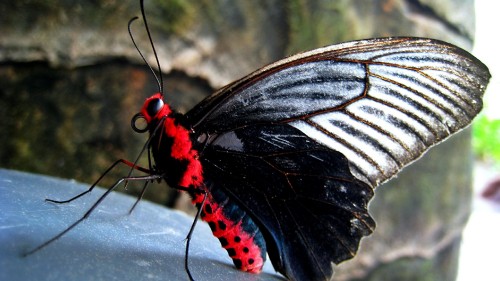 Image black white and red butterfly perched on white flower in close up photography during daytime