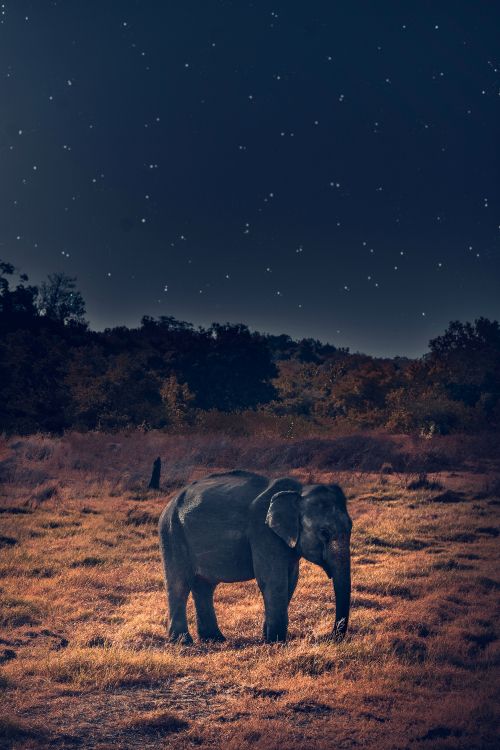 Elefante Gris Caminando Sobre Campo Marrón Durante la Noche. Wallpaper in 4000x6000 Resolution