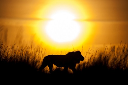 Image black dog on grass field during sunset