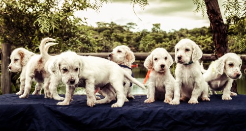 Image 2 white and brown short coated puppies on blue textile