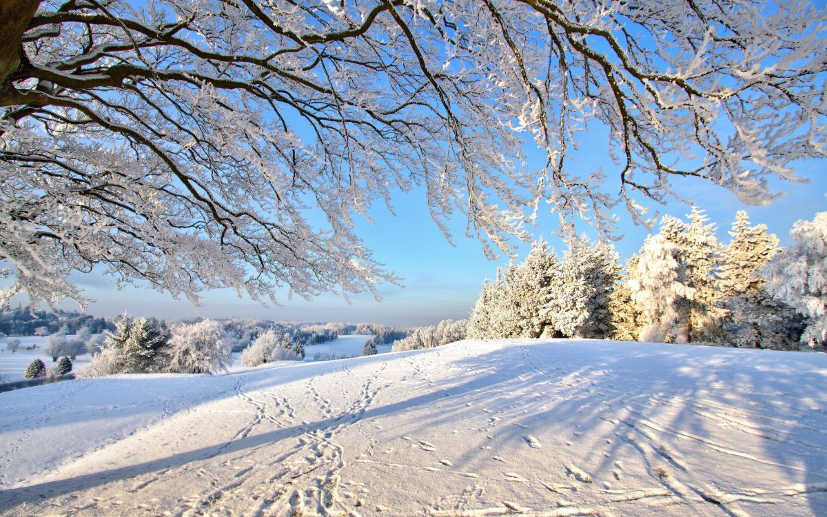 Brauner Baum Auf Schneebedecktem Boden Tagsüber. Wallpaper in 2560x1600 Resolution