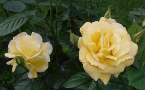 Image yellow flower in close up photography