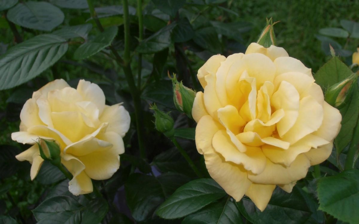 yellow flower in close up photography