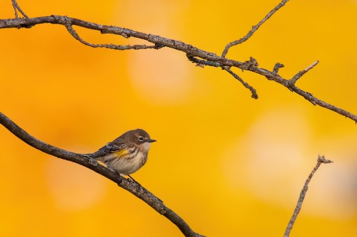 Image brown and white bird on tree branch