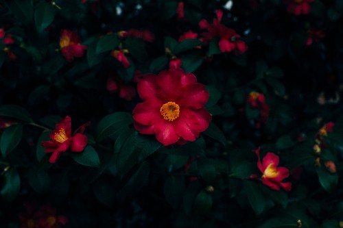 Image red and yellow flower in close up photography