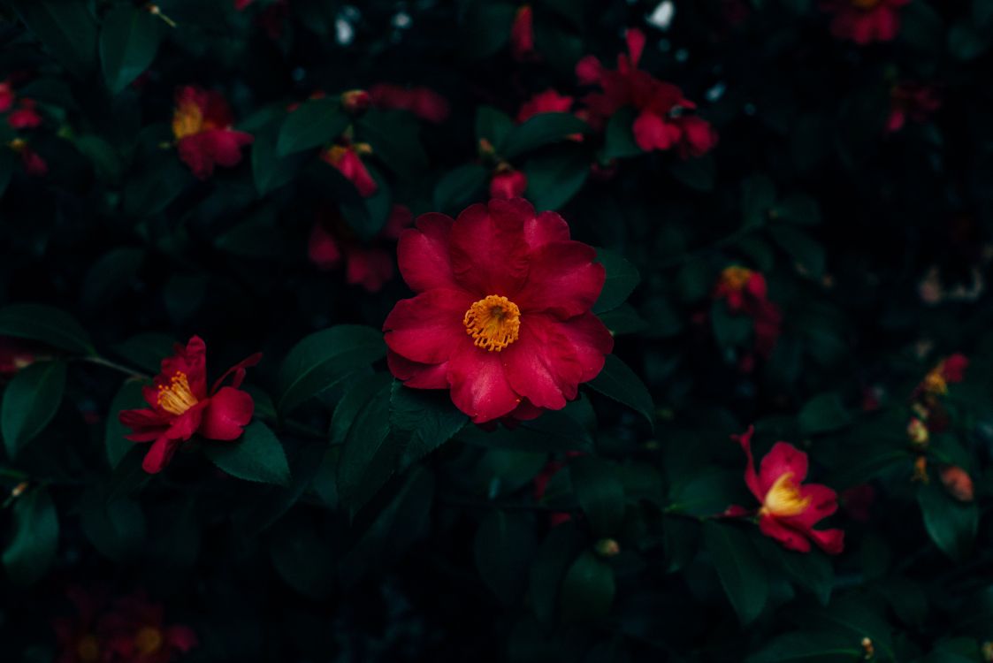 red and yellow flower in close up photography