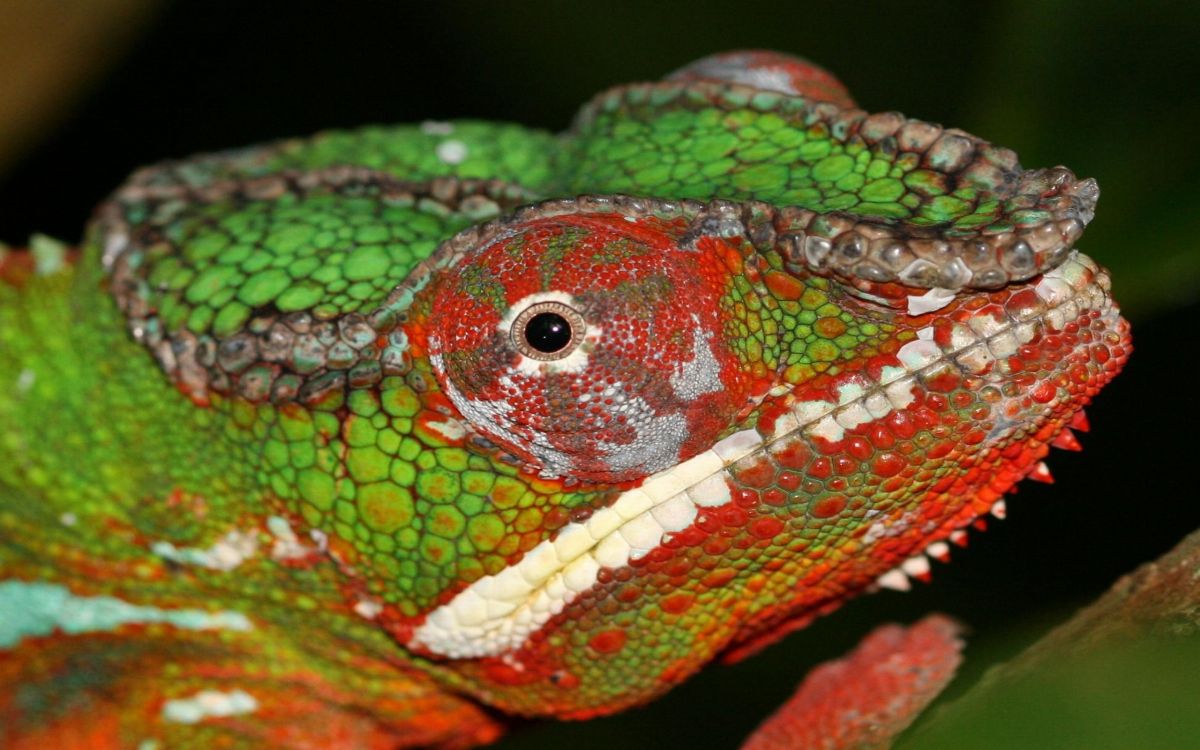 爬行动物, 蜥蜴, 缩爬行动物, Iguania, 动植物 壁纸 2560x1600 允许