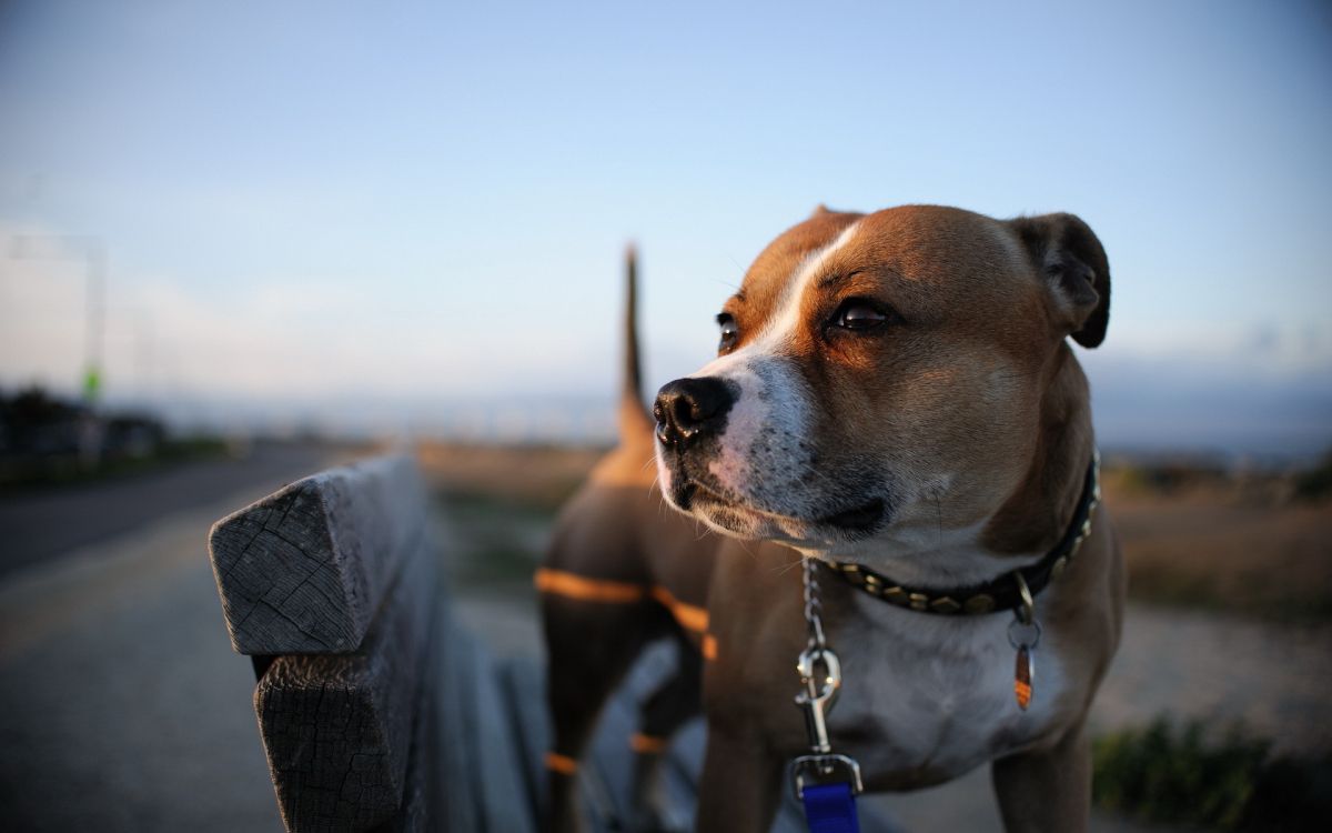 品种的狗, 美国斯塔福德, 斯塔福郡斗牛犬, 美国的斗牛犬, 斗牛犬 壁纸 1920x1200 允许