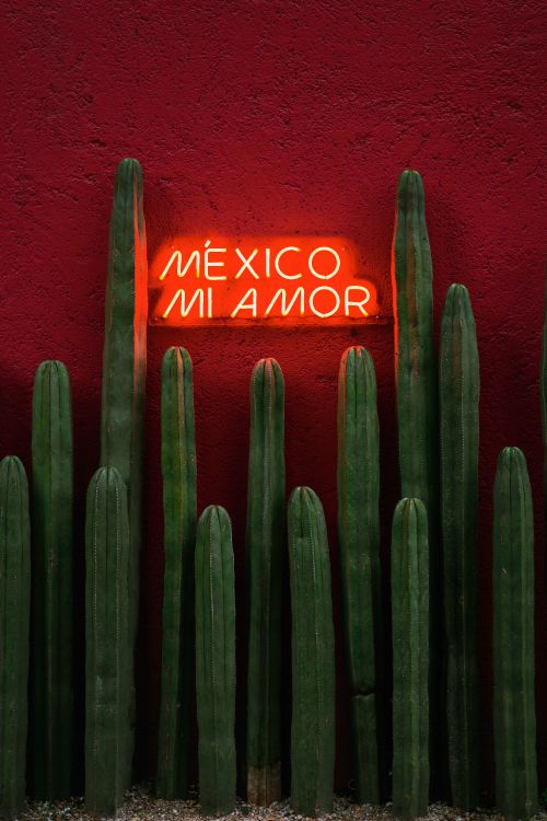 绿色的, 色彩, 刺猬仙人掌, 气体, 墨西哥城 壁纸 3552x5321 允许