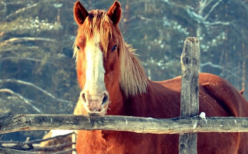 Image brown horse on brown wooden fence during daytime