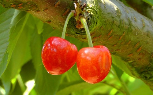 Image red round fruit on green stem