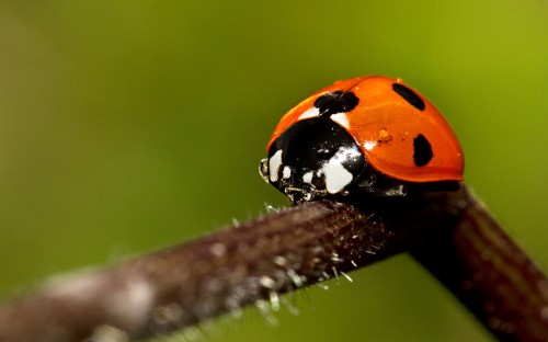 Image orange and black ladybug on brown stem in close up photography during daytime