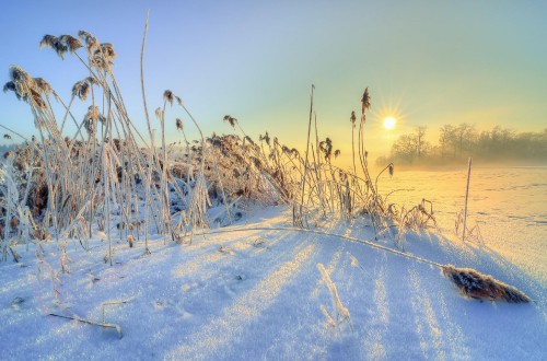 Image brown grass on snow covered ground during sunset