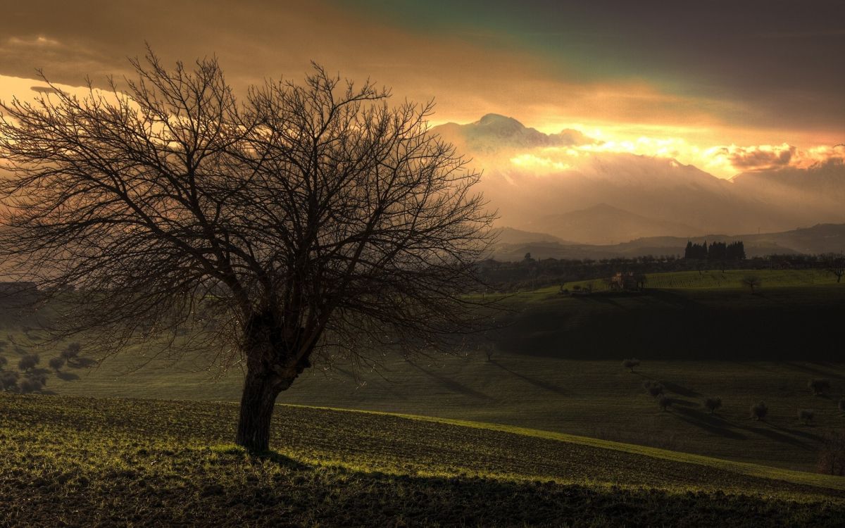 Arbre Sans Feuilles Sur Terrain D'herbe Verte Pendant le Coucher du Soleil. Wallpaper in 1920x1200 Resolution