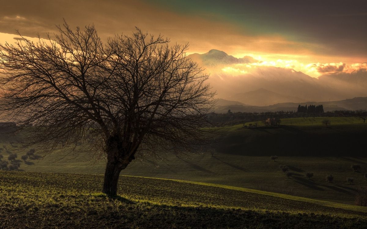 leafless tree on green grass field during sunset