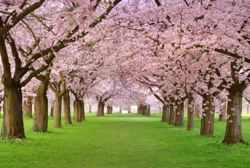 Image pink cherry blossom trees on green grass field during daytime