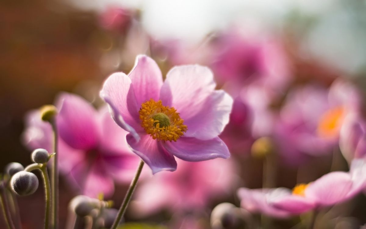 显花植物, 粉红色, 弹簧, 野花, 海葵 壁纸 2560x1600 允许