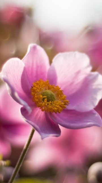 Image pink flower in tilt shift lens