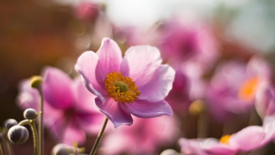 Image pink flower in tilt shift lens
