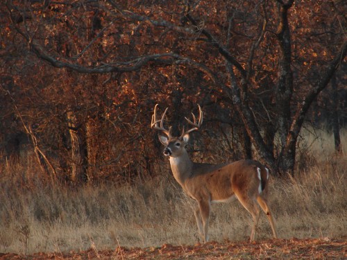 Image brown deer on brown grass field during daytime