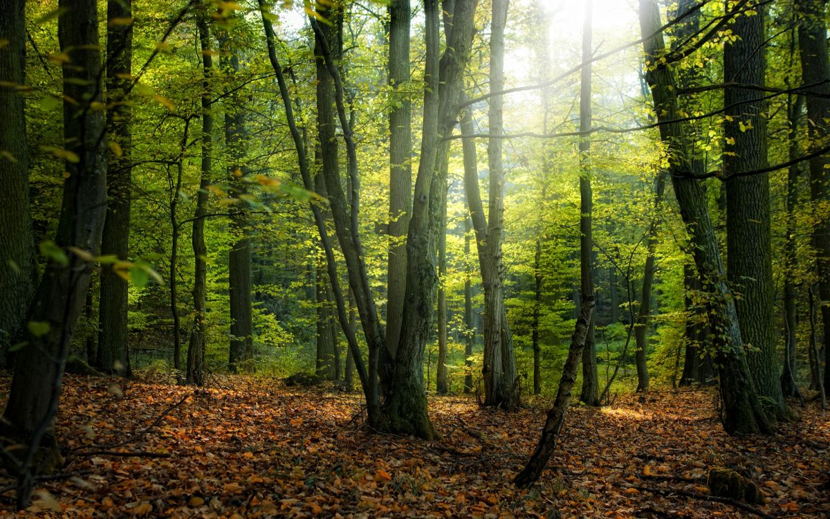 Arbres Verts Sur la Forêt Pendant la Journée. Wallpaper in 1920x1200 Resolution