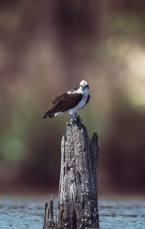 Image white and brown bird perched on brown wooden post