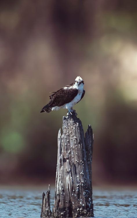 White and Brown Bird Perched on Brown Wooden Post. Wallpaper in 1895x3000 Resolution