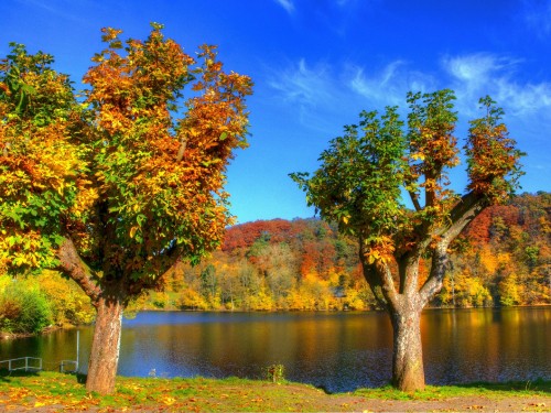 Image green tree beside river during daytime