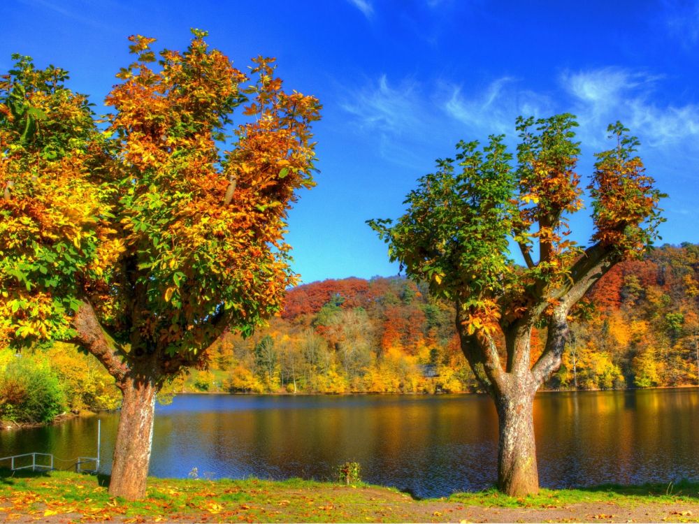 green tree beside river during daytime