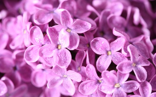 Image purple flower buds in macro shot