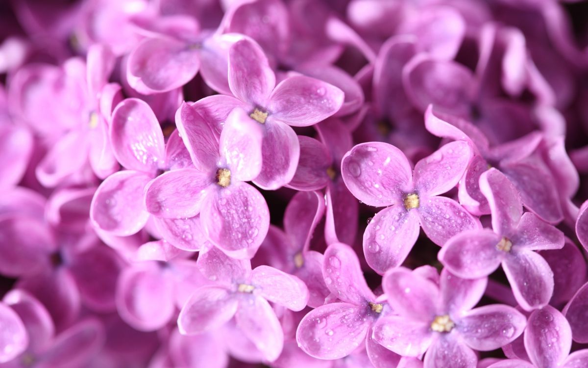 purple flower buds in macro shot