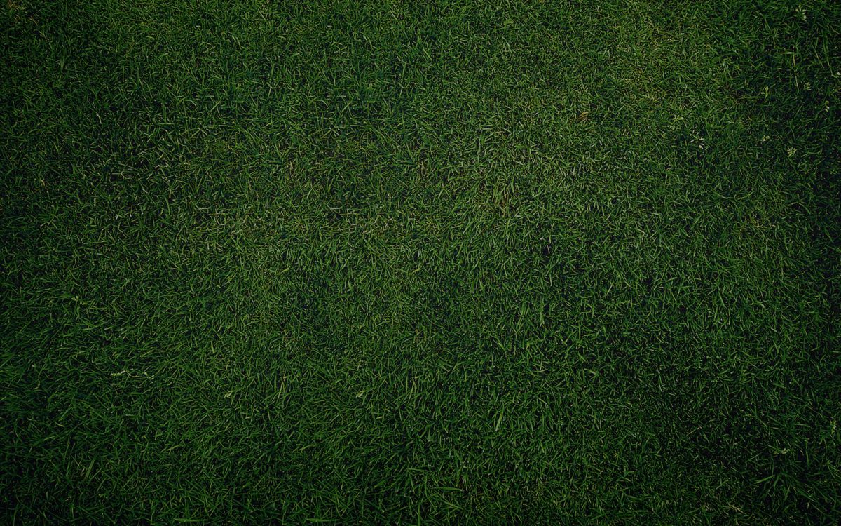 green grass field during daytime