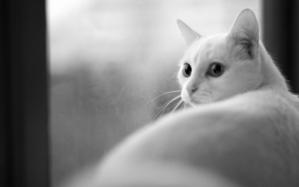Gato Blanco en Fotografía en Escala de Grises. Wallpaper in 2880x1800 Resolution