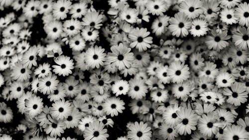 Image white and yellow flowers in bloom