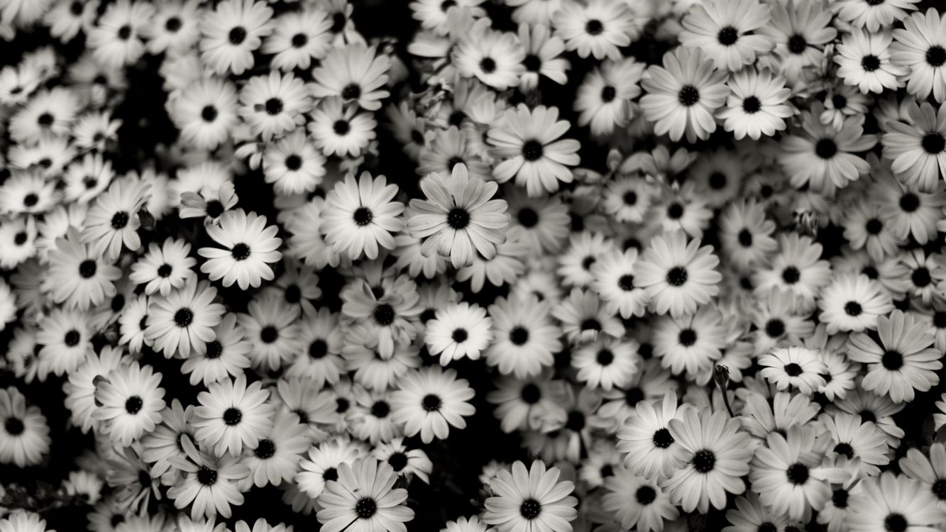 Fleurs Blanches et Jaunes en Fleurs. Wallpaper in 2560x1440 Resolution