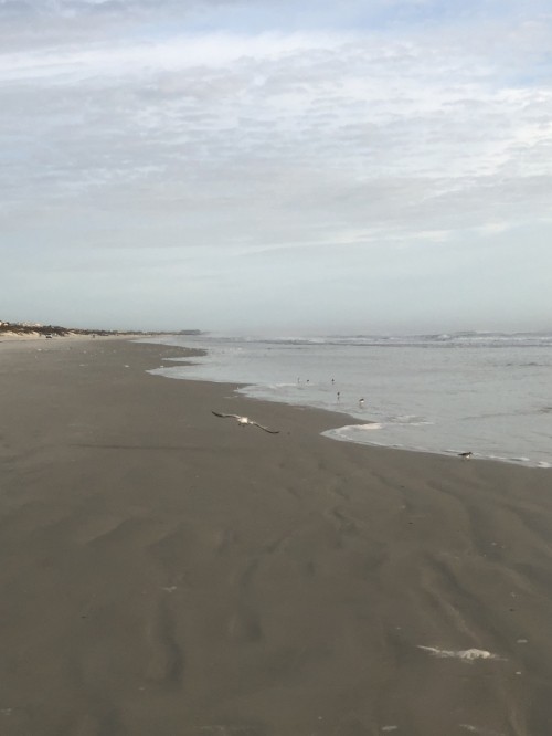 Image sea, Mudflat, wind wave, tide, body of water