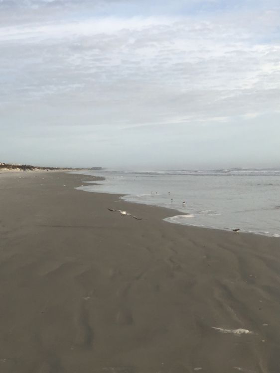 sea, Mudflat, wind wave, tide, body of water